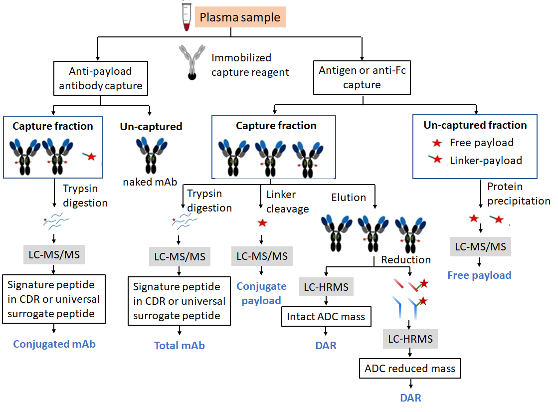 ADC Bioanalysis Project Workflow