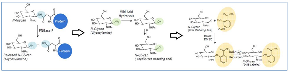 Project Workflow of Glycosylation Analysis Service