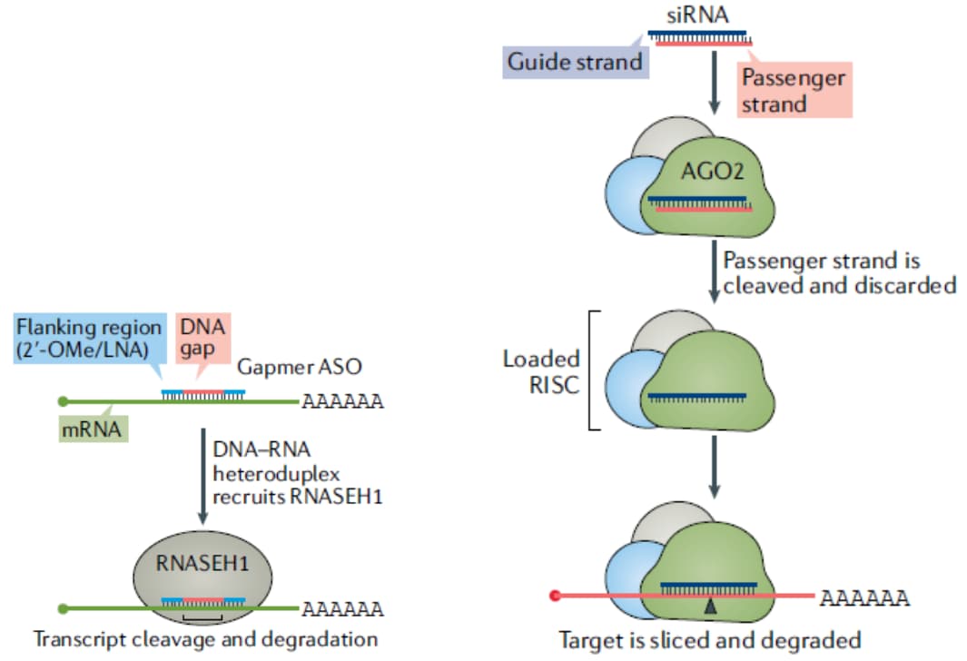 Oligonucleotide-mediated gene regulatory mechanisms