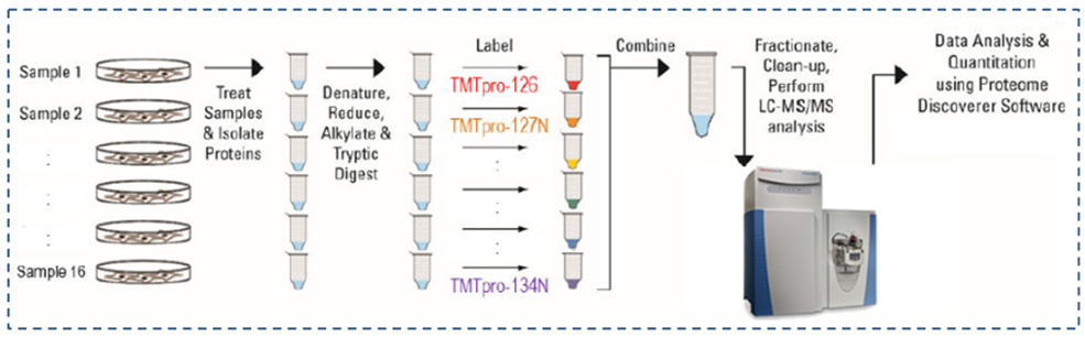 TMT Based Quantitative Proteomics