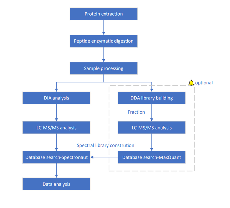 DIA Proteomics Service Project Workflow